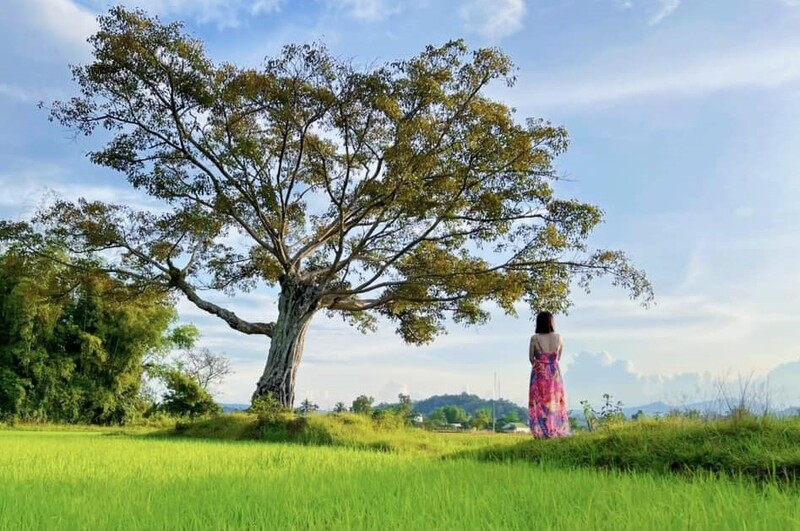 Cây cô đơn Hồ Lắk, điểm check-in đặc biệt ngay gần Buôn Ma Thuột 3