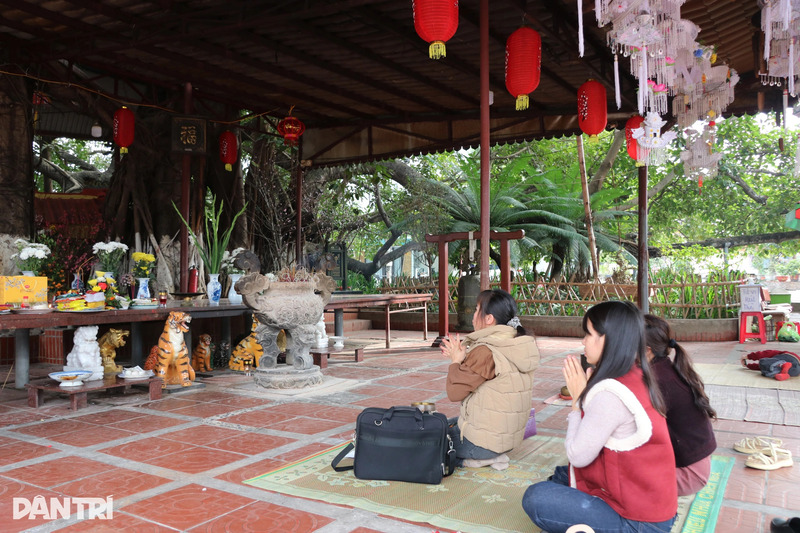 Cây đa 13 gốc Hải Phòng, di sản tâm linh độc nhất vô nhị 8