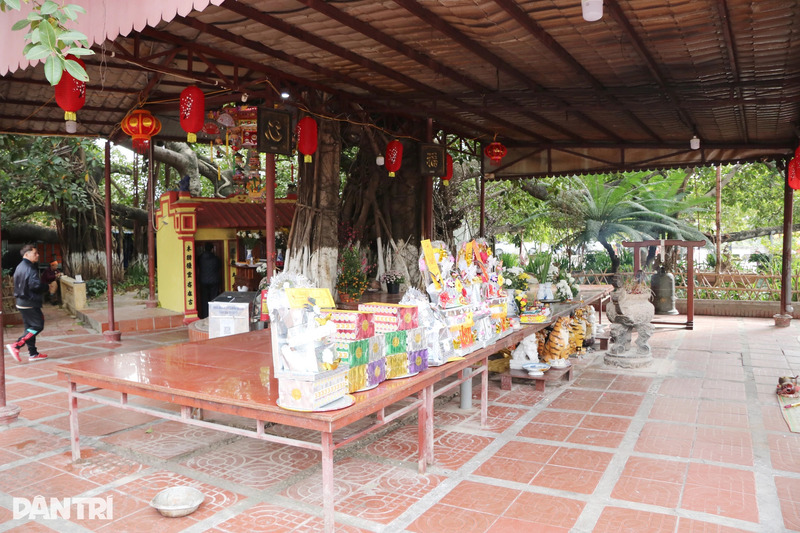 Cây đa 13 gốc Hải Phòng, di sản tâm linh độc nhất vô nhị 7