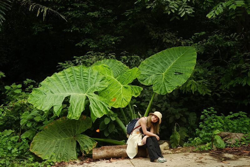 Chiêm ngưỡng cây ráy khổng lồ tại Vườn quốc gia Cúc Phương 2