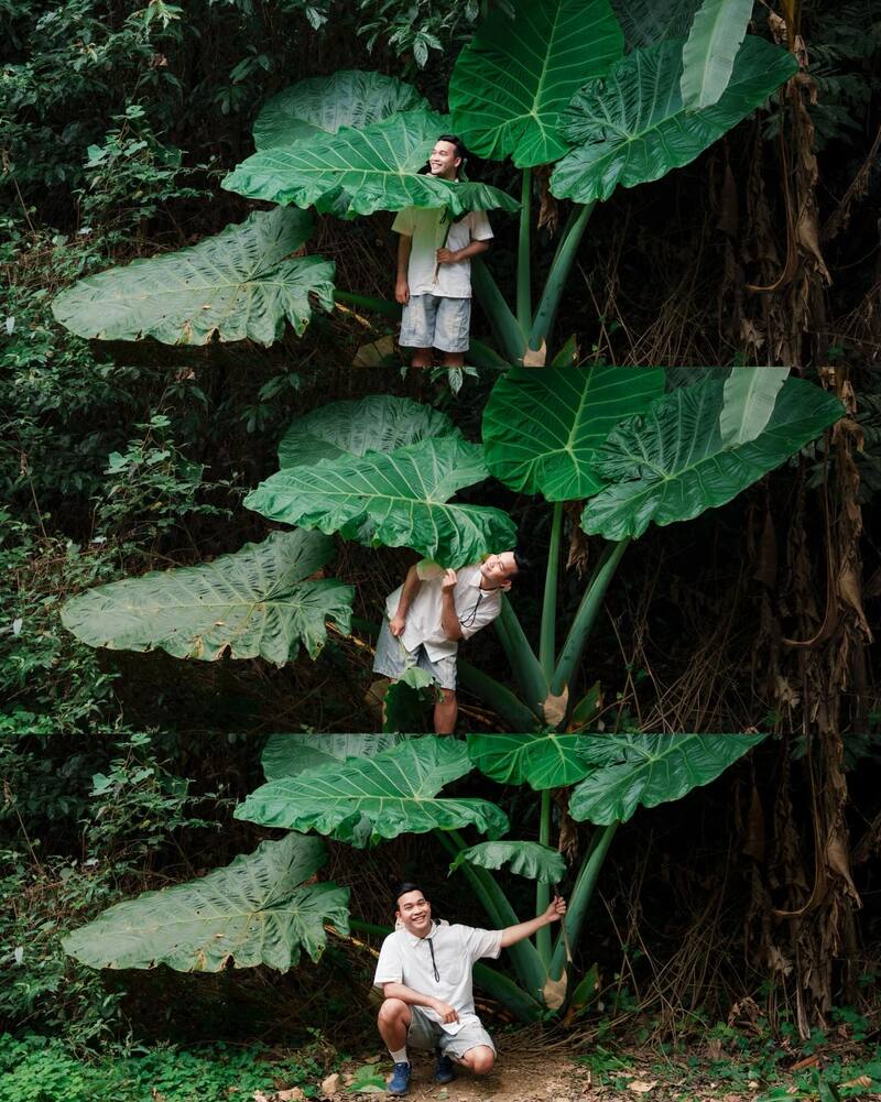 Chiêm ngưỡng cây ráy khổng lồ tại Vườn quốc gia Cúc Phương 3