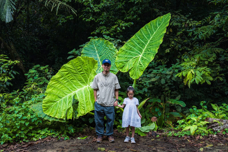 Chiêm ngưỡng cây ráy khổng lồ tại Vườn quốc gia Cúc Phương 4
