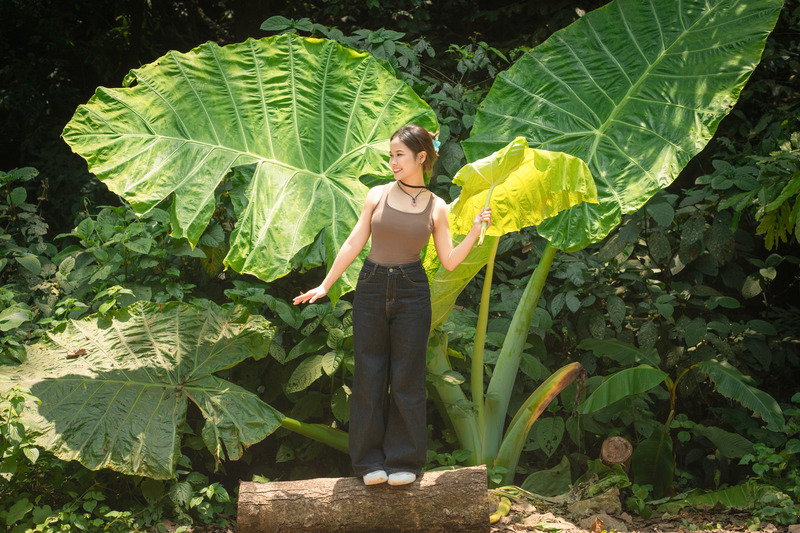 Chiêm ngưỡng cây ráy khổng lồ tại Vườn quốc gia Cúc Phương 5