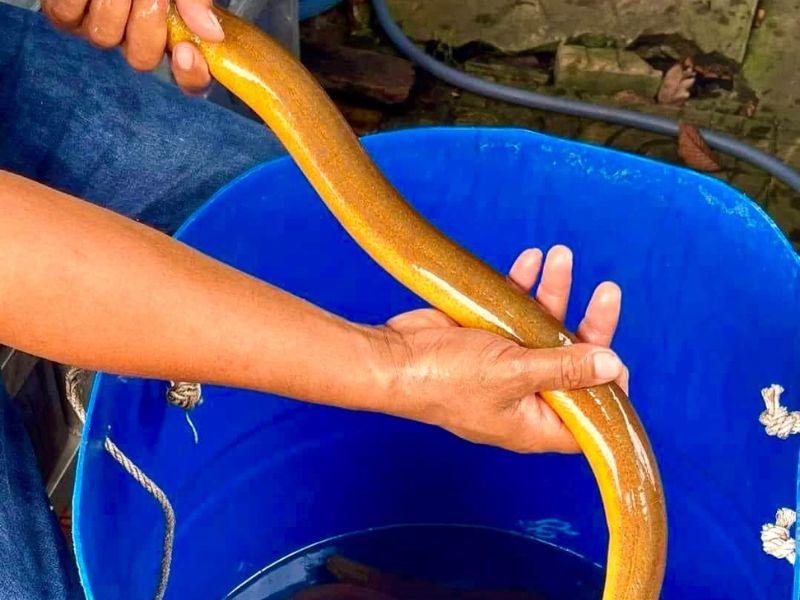 Nếm thử ngay cháo môn lươn xứ Dĩ ngon ngất ngây 4