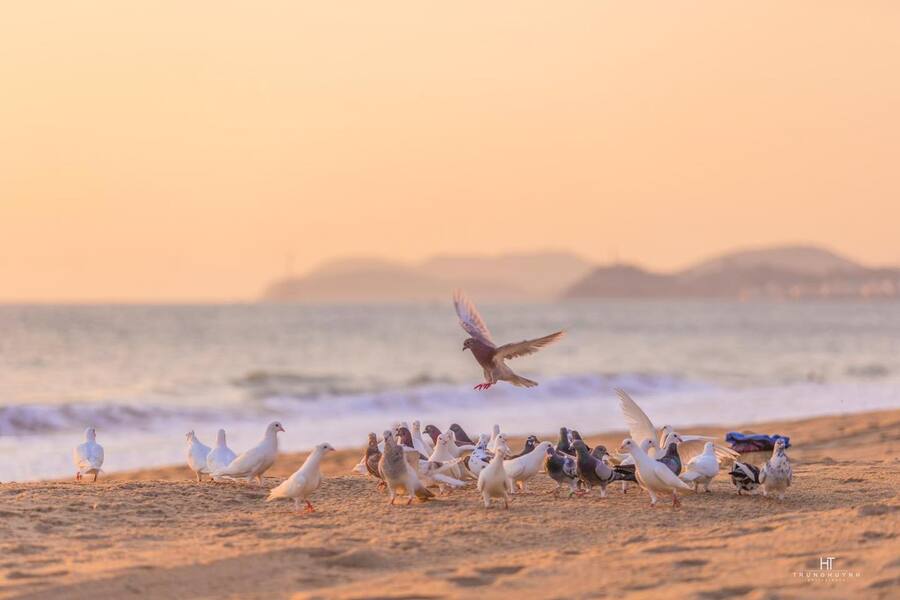 Check-in Nha Trang cùng những cảnh biển ngây ngất lòng người 4