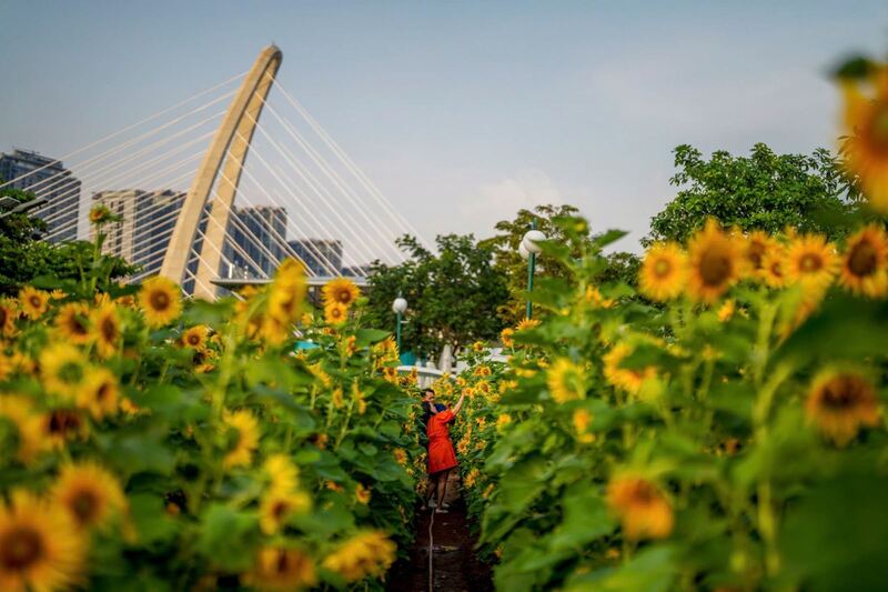 Top 6 cánh đồng hoa hướng dương đẹp nhất nước ta 5