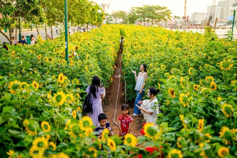 Top 6 cánh đồng hoa hướng dương đẹp nhất nước ta 4