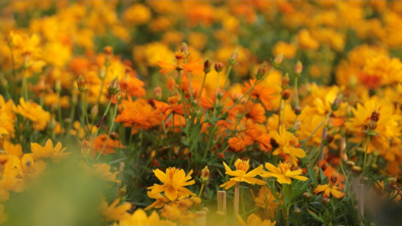 Check-in vườn hoa xuân ga Ba Son rực rỡ đầu năm tại TP.HCM 6