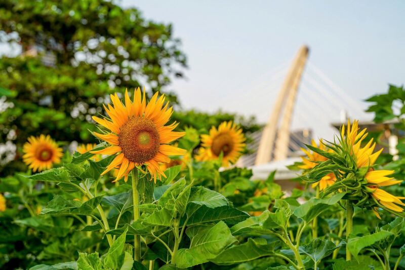 Top 6 cánh đồng hoa hướng dương đẹp nhất nước ta 3