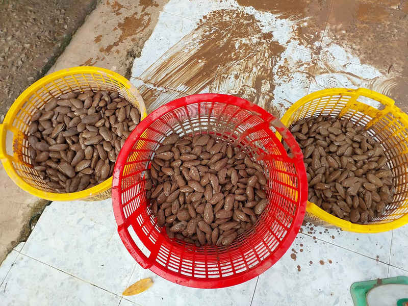 Chem chép là gì? Đặc sản dân dã vùng duyên hải ngon khó cưỡng 6