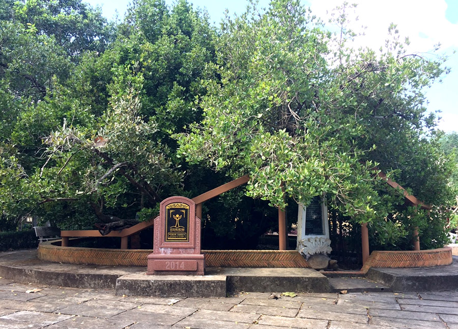 Chiêm ngưỡng cây cổ thụ Bạch Mai tại đình Phú Tự hàng trăm năm tuổi 2