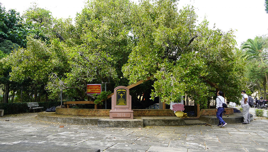 Chiêm ngưỡng cây cổ thụ Bạch Mai tại đình Phú Tự hàng trăm năm tuổi 3