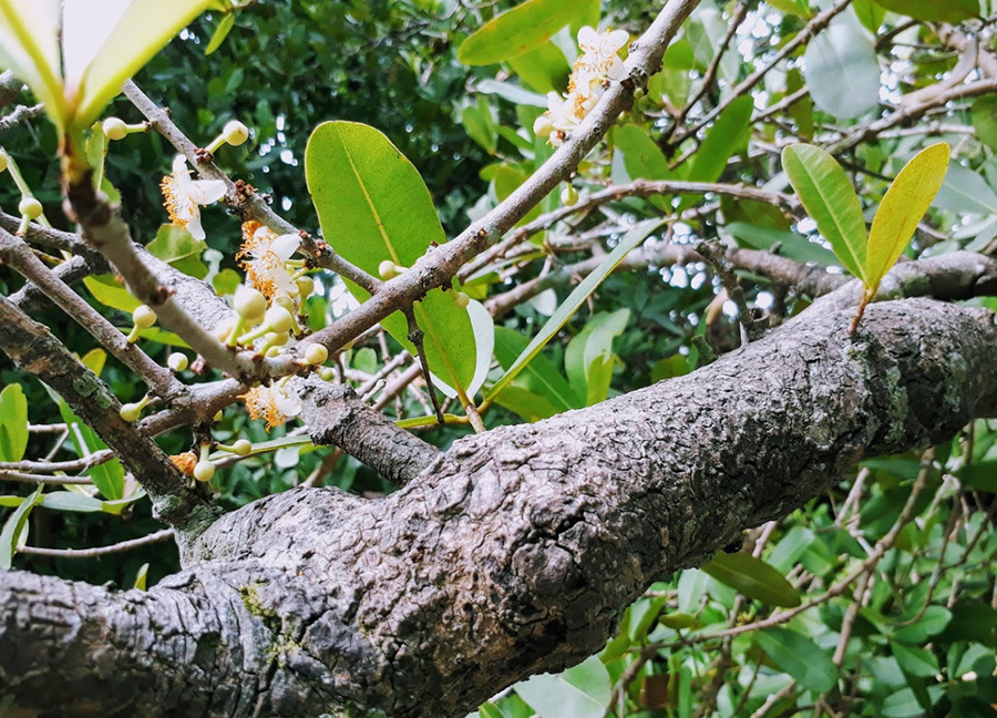 Chiêm ngưỡng cây cổ thụ Bạch Mai tại đình Phú Tự hàng trăm năm tuổi 6