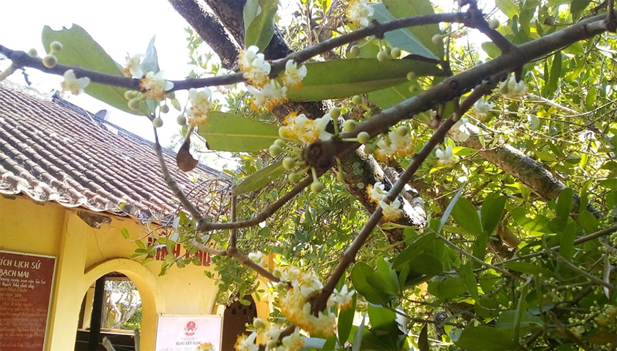 Chiêm ngưỡng cây cổ thụ Bạch Mai tại đình Phú Tự hàng trăm năm tuổi 7