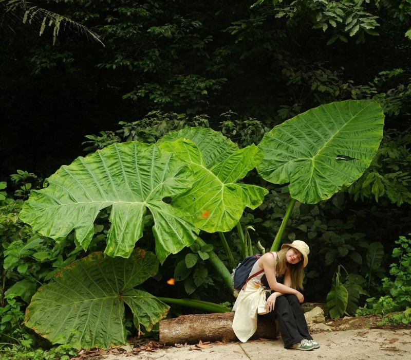 Chiêm ngưỡng cây ráy khổng lồ tại Vườn quốc gia Cúc Phương