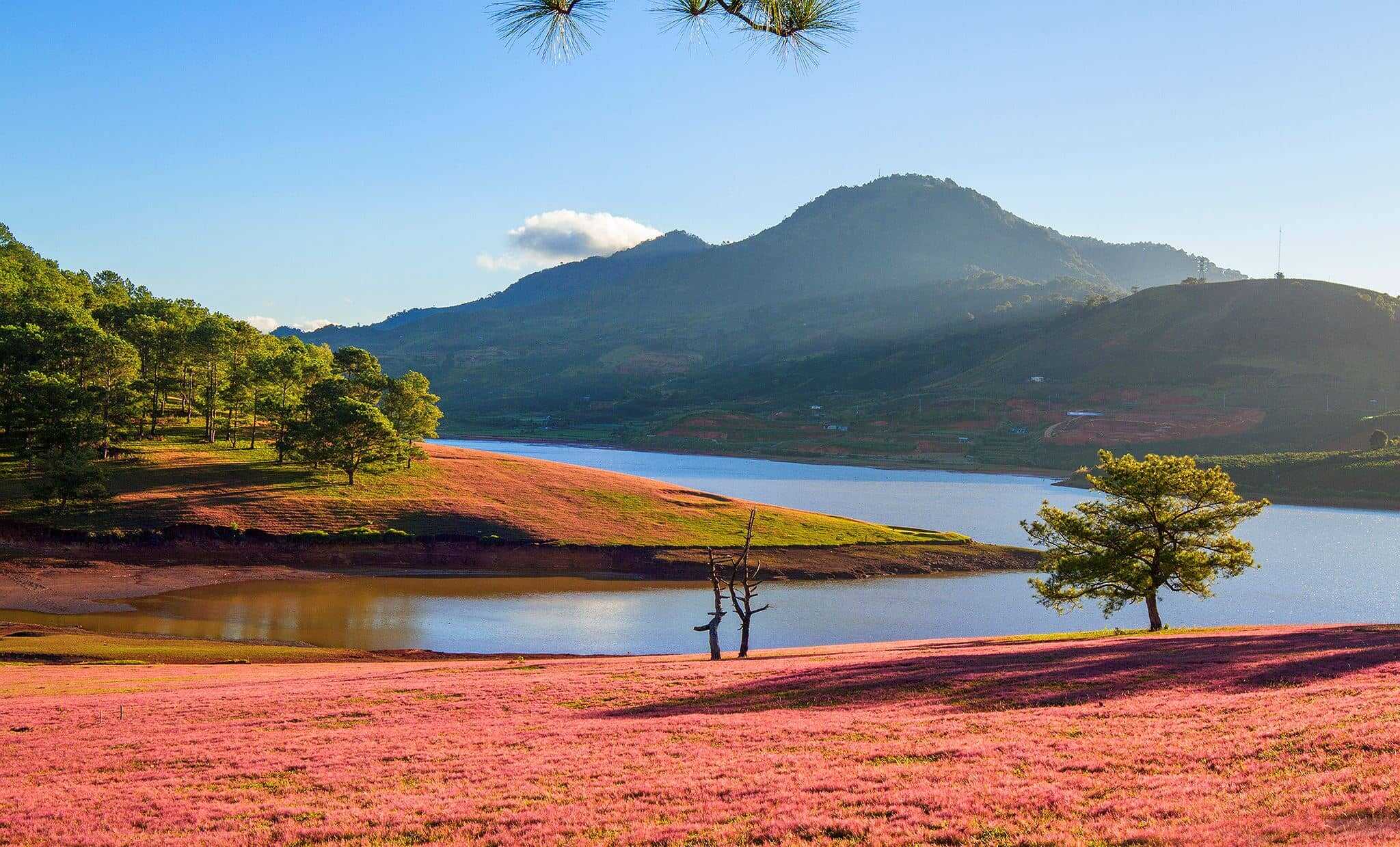 Chiêm ngưỡng mùa hội cỏ hồng Đà Lạt đẹp tựa tranh vẽ trên đỉnh LangBiang 2