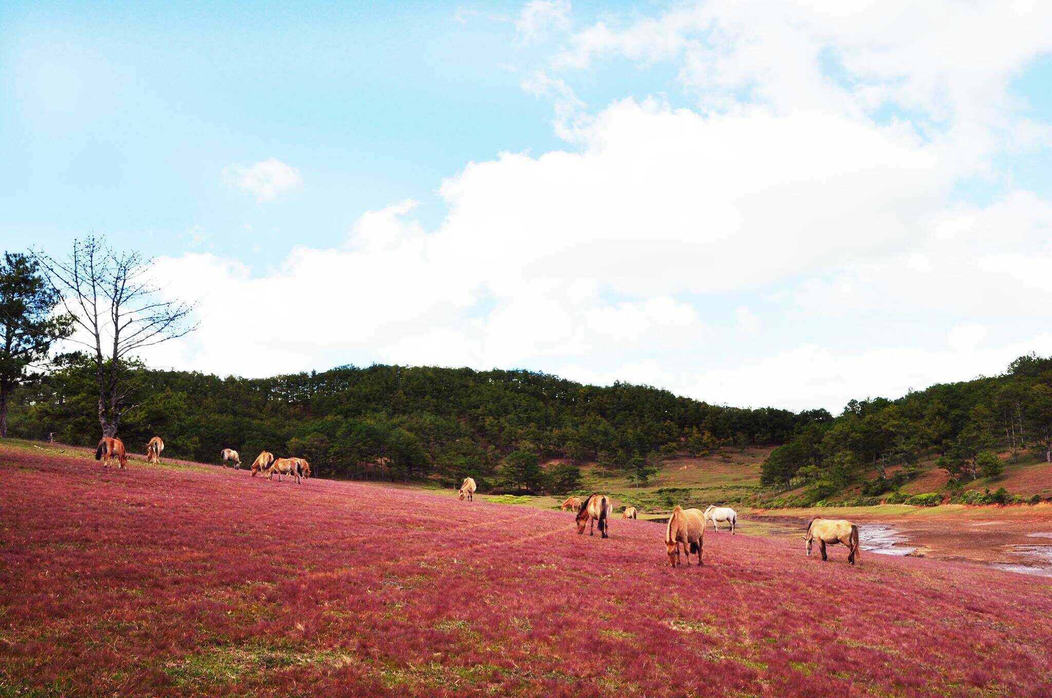 Chiêm ngưỡng mùa hội cỏ hồng Đà Lạt đẹp tựa tranh vẽ trên đỉnh LangBiang 3