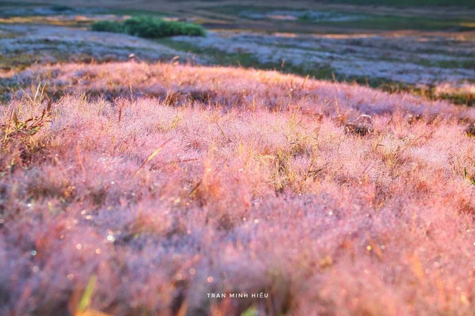 Chiêm ngưỡng mùa hội cỏ hồng Đà Lạt đẹp tựa tranh vẽ trên đỉnh LangBiang 4