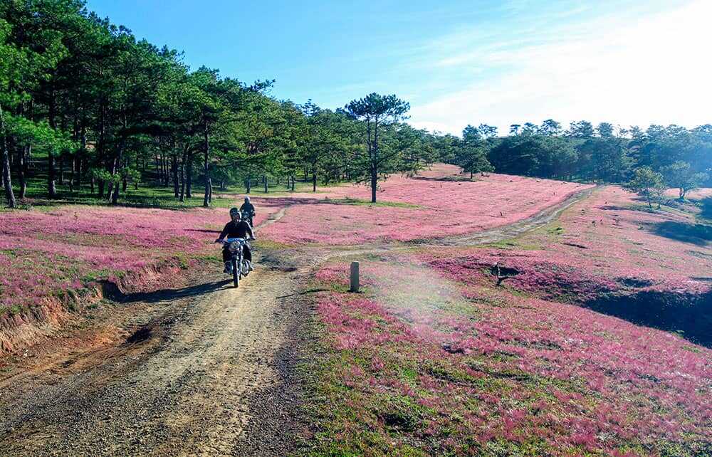 Chiêm ngưỡng mùa hội cỏ hồng Đà Lạt đẹp tựa tranh vẽ trên đỉnh LangBiang 6