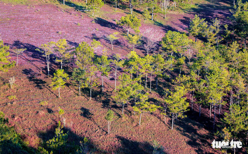 Chiêm ngưỡng mùa hội cỏ hồng Đà Lạt đẹp tựa tranh vẽ trên đỉnh LangBiang 11
