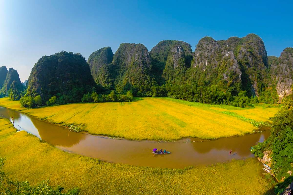 Chiêm ngưỡng mùa lúa chín Ninh Bình vàng óng bên dòng sông Ngô Đồng 2