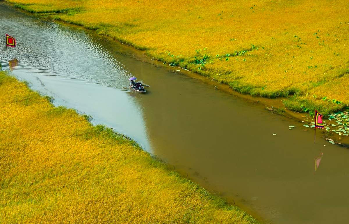 Chiêm ngưỡng mùa lúa chín Ninh Bình vàng óng bên dòng sông Ngô Đồng 3