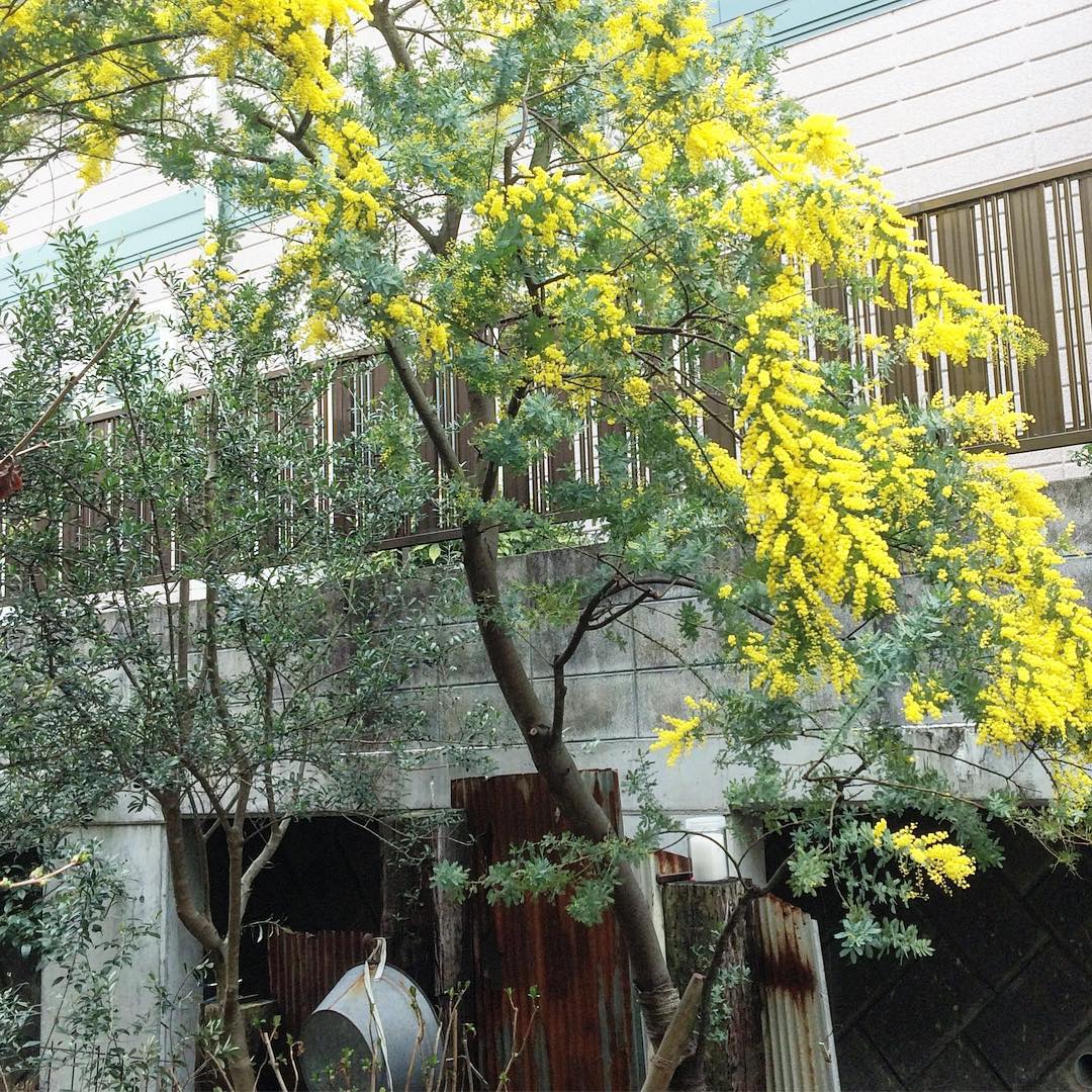 Chinh phục cung đèo Mimosa với vẻ đẹp hoang dại nhưng cũng rất mực nên thơ 3