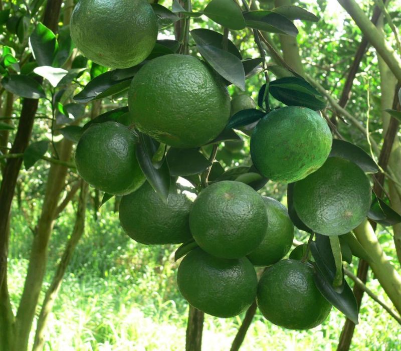 Chợ Búng Bình Dương: Thiên đường ẩm thực và văn hóa trăm tuổi 7