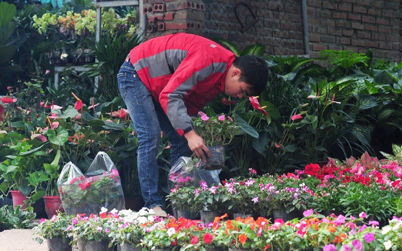 Khám phá Chợ Hoa Cây Cảnh Vạn Phúc Hà Đông mùa giáp Tết 3
