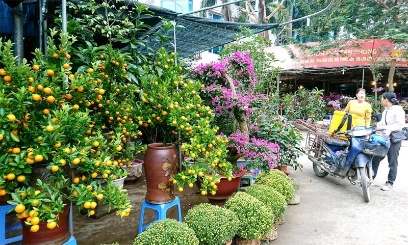 Khám phá Chợ Hoa Cây Cảnh Vạn Phúc Hà Đông mùa giáp Tết 5