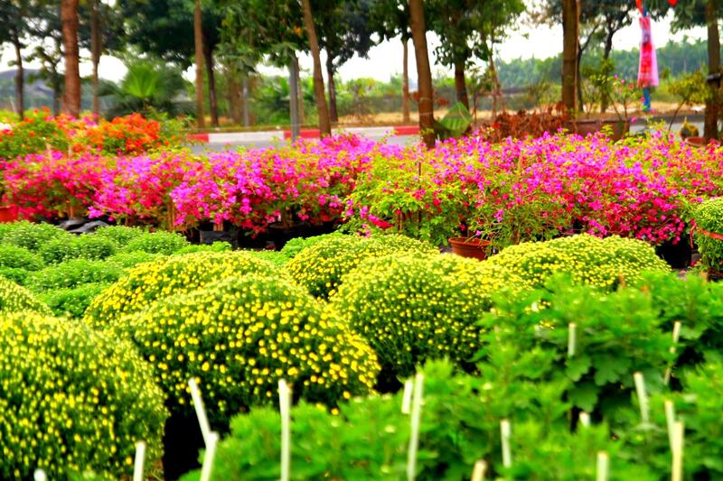 Chợ hoa Mê Linh Hà Nội nơi giao thoa hương sắc và nhịp sống 4