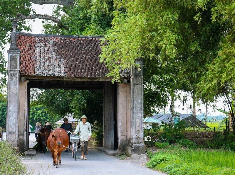 Chợ hoa Mê Linh Hà Nội nơi giao thoa hương sắc và nhịp sống 9