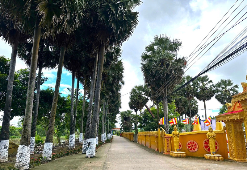 Chùa Trà Quýt: Nơi trăm cây thốt nốt cổ thụ khoe sắc 7