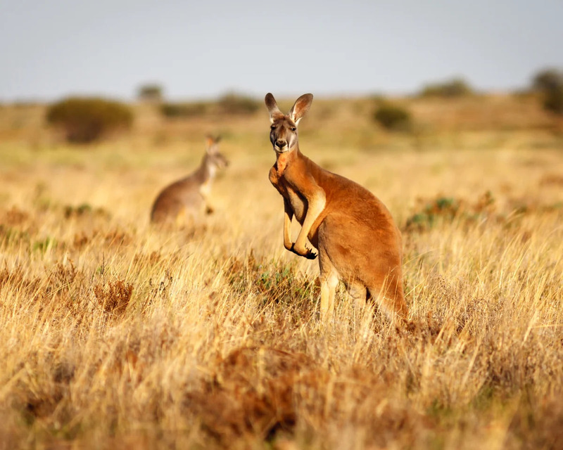 Tìm hiểu về chuột túi Kangaroo biểu tượng của nước Úc cùng những điều thú vị 3