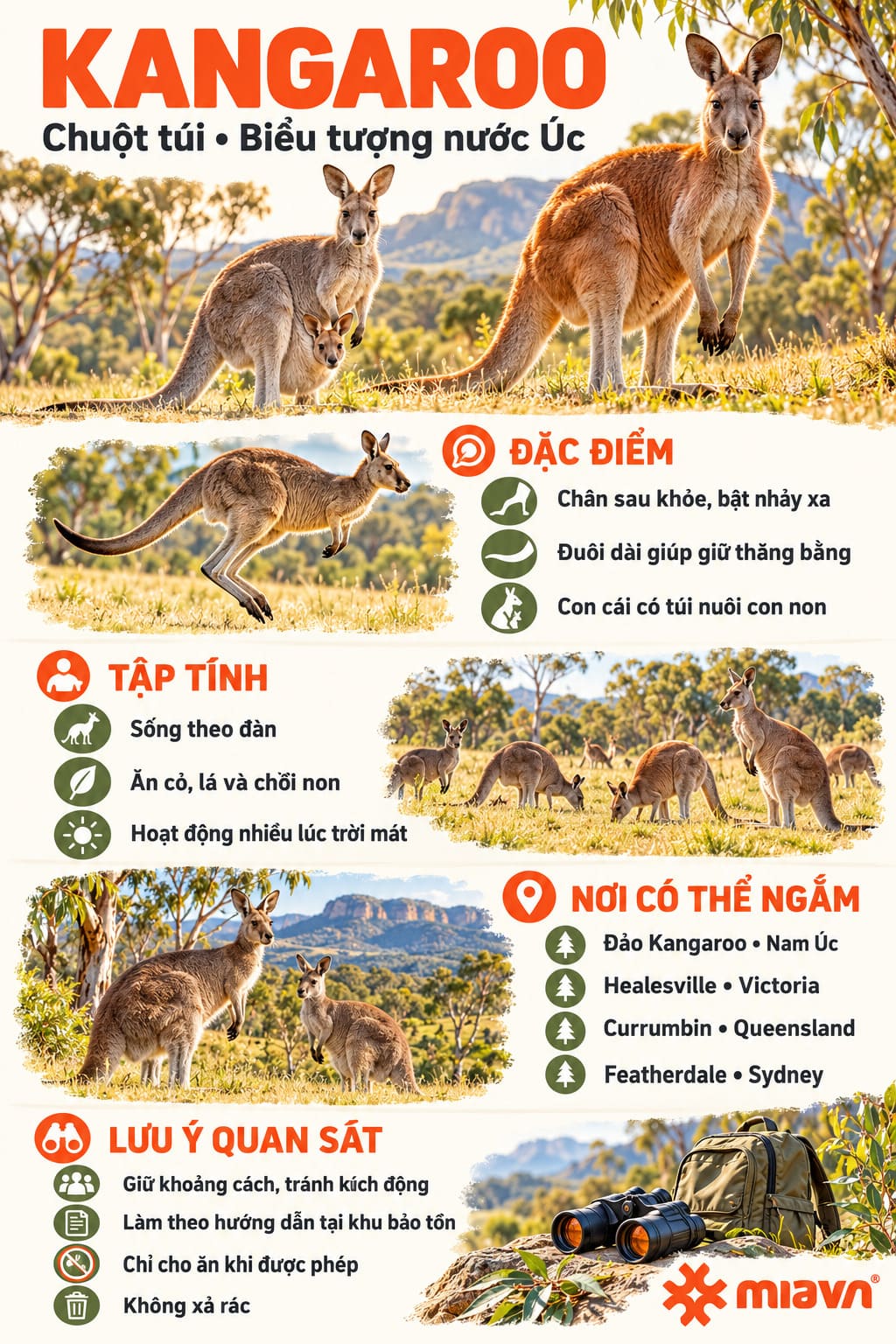 Tìm hiểu về chuột túi Kangaroo biểu tượng của nước Úc cùng những điều thú vị 2