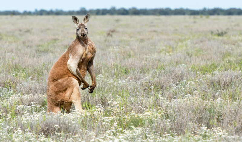 Tìm hiểu về chuột túi Kangaroo biểu tượng của nước Úc cùng những điều thú vị 4