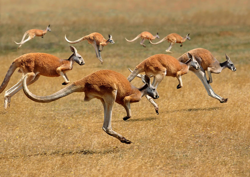 Tìm hiểu về chuột túi Kangaroo biểu tượng của nước Úc cùng những điều thú vị 5