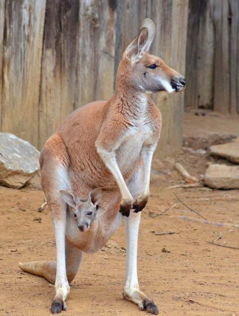 Tìm hiểu về chuột túi Kangaroo biểu tượng của nước Úc cùng những điều thú vị 6