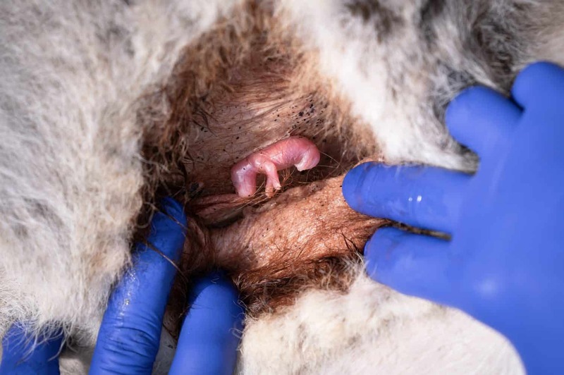 Tìm hiểu về chuột túi Kangaroo biểu tượng của nước Úc cùng những điều thú vị 7