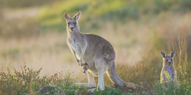 Tìm hiểu về chuột túi Kangaroo biểu tượng của nước Úc cùng những điều thú vị 9