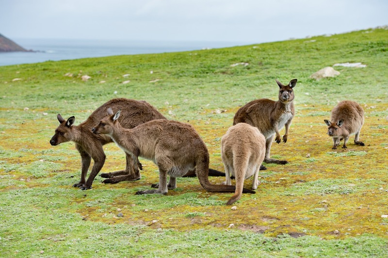 Tìm hiểu về chuột túi Kangaroo biểu tượng của nước Úc cùng những điều thú vị 8