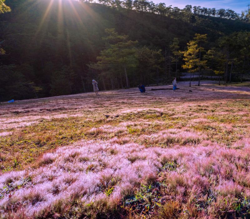 Cỏ lau hồng Đà Lạt: Kinh nghiệm săn sắc hồng lãng mạn 4