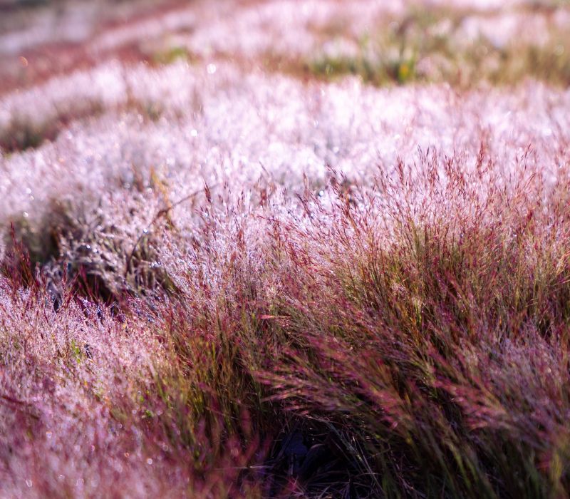 Cỏ lau hồng Đà Lạt: Kinh nghiệm săn sắc hồng lãng mạn 3