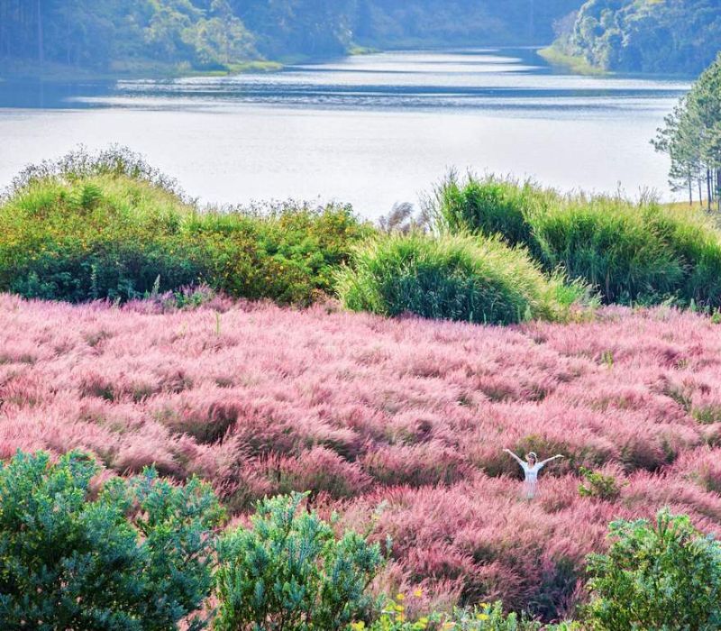 Cỏ lau hồng Đà Lạt: Kinh nghiệm săn sắc hồng lãng mạn 2