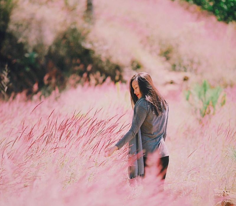 Cỏ lau hồng Đà Lạt: Kinh nghiệm săn sắc hồng lãng mạn 5