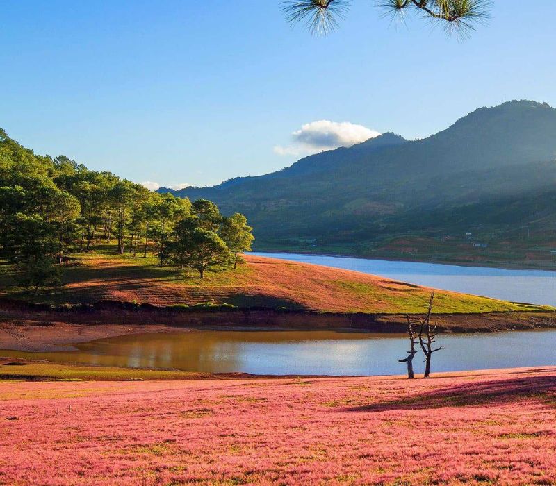 Cỏ lau hồng Đà Lạt: Kinh nghiệm săn sắc hồng lãng mạn 7