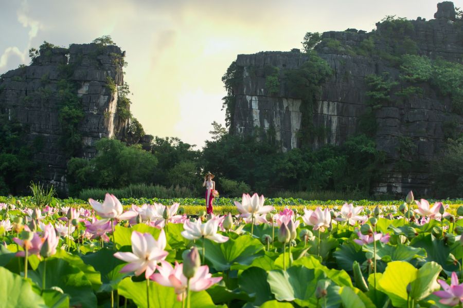 Ninh Bình mùa sen đẹp ngây ngất như một bức tranh đầy nét chấm phá 3