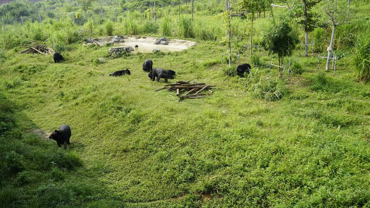 Cơ sở bảo tồn gấu Ninh Bình: Điểm đến thú vị dành cho người yêu thiên nhiên và động vật hoang dã 3