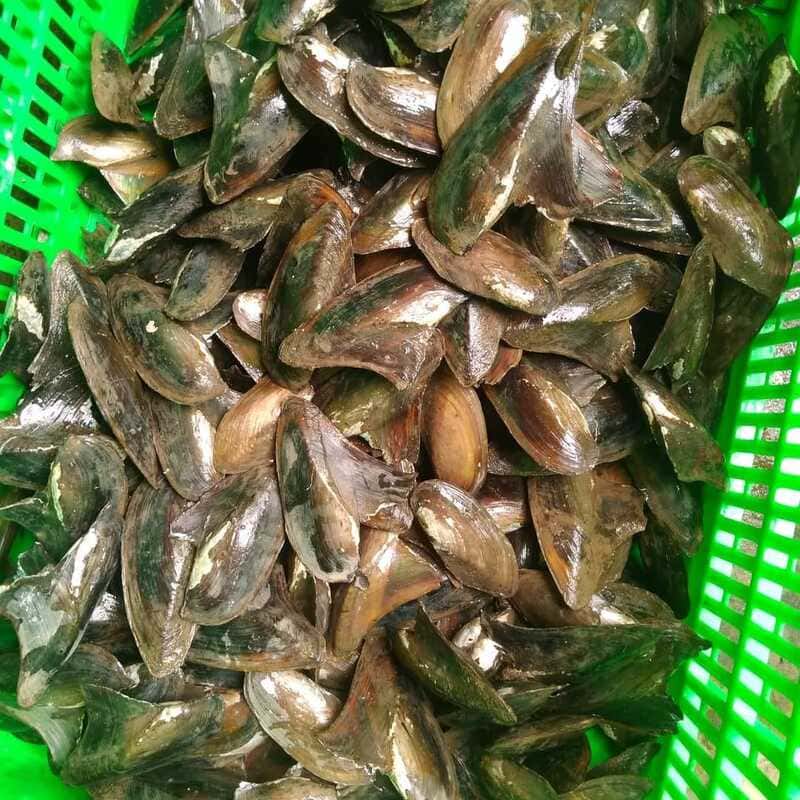 Nắng mưa tìm con chang chang, đặc sản nổi tiếng Mũi Né 3