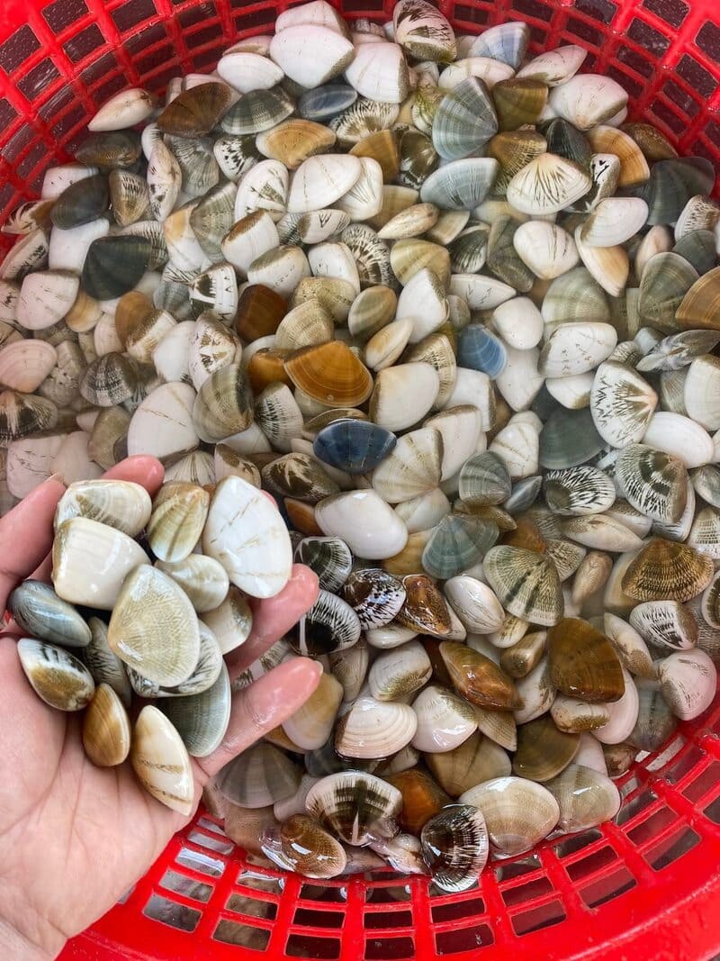Nắng mưa tìm con chang chang, đặc sản nổi tiếng Mũi Né 5